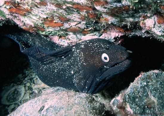 Moray eel, Lanzarote