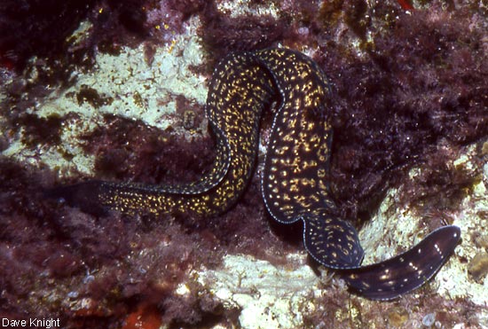 Moray eel. Menorca.