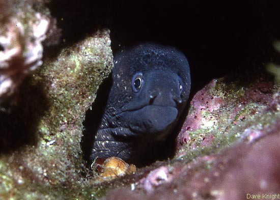 Moray eel. Menorca.