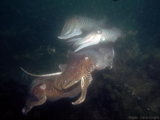 Cuttlefish mating.