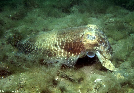 Cuttlefish showing siphon.