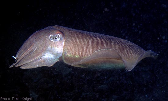 Cuttlefish swimming, UK.