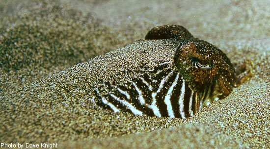 Cuttlefish in sand.