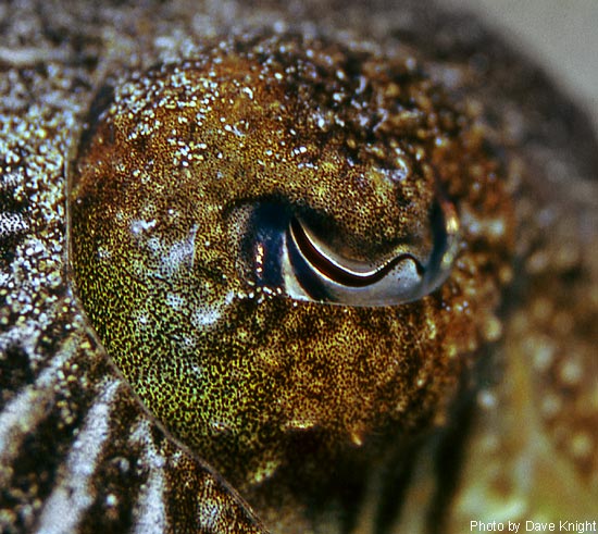 Cuttlefish eye.