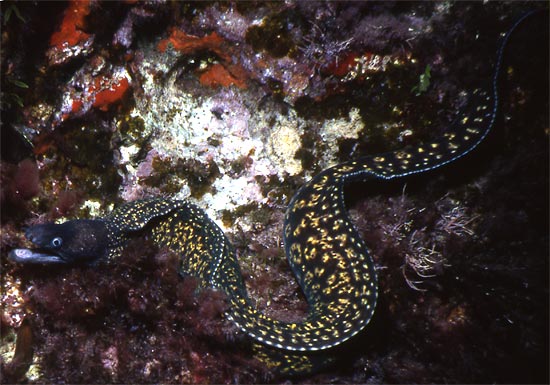 Moray eel. Photo: Dave Knight