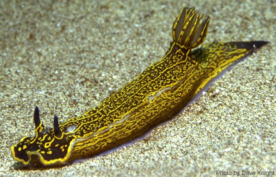 Hypselodoris elegans
